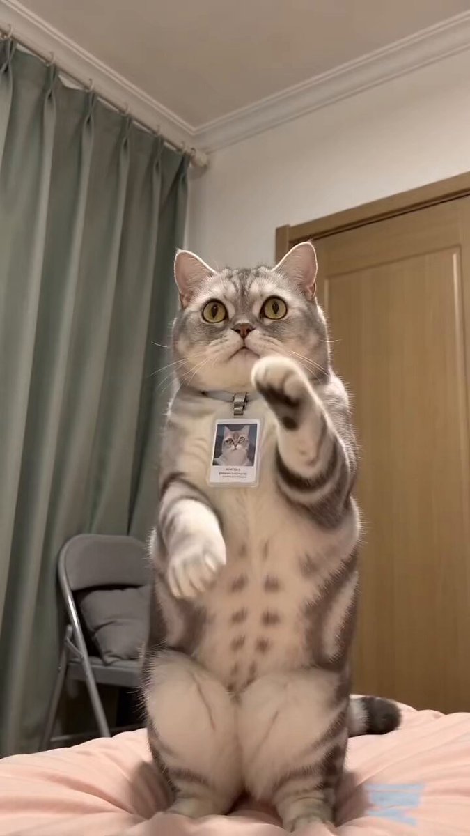 Funny Pet Dancing Expression Video