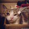 RongleCat